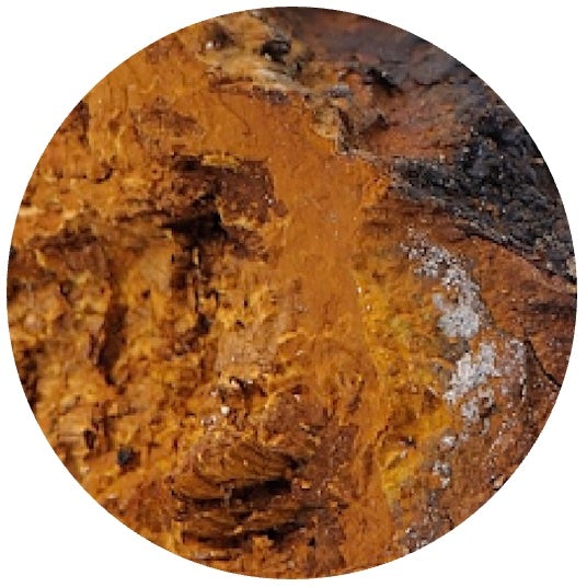 chaga mushroom